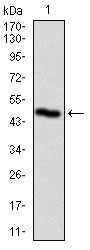 1 - PLK1 Antibody AO1743a