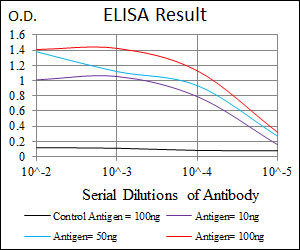 10 - CSNK2A2 Antibody AO1755a