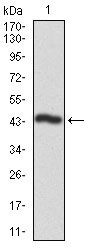 1 - CSNK2A2 Antibody AO1755a