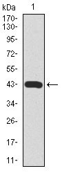 1 - MARK3 Antibody AO1766a