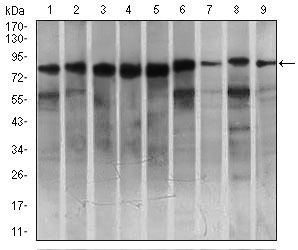 1 - MARK3 Antibody AO1766a