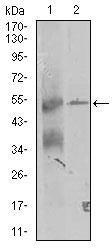 1 - TRIP6 Antibody AO1771a