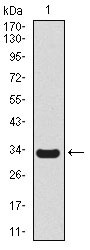 1 - SCGB1A1 Antibody AO1772a