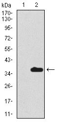 1 - SCGB1A1 Antibody AO1772a
