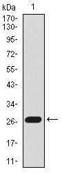 1 - mouse Lplunc1 Antibody AO1776a
