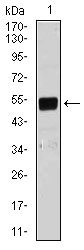 1 - mouse Lplunc1 Antibody AO1776a
