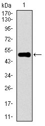 1 - KEAP1 Antibody AO1778a