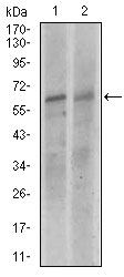 1 - KEAP1 Antibody AO1778a