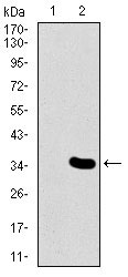 1 - MESP2 Antibody AO1789a