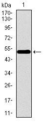 1 - WDR66 Antibody AO1793a