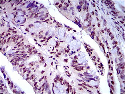 2 - NAPSA Antibody AO1818a