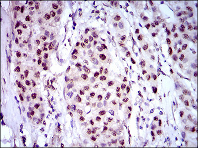 2 - NAPSA Antibody AO1818a
