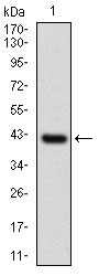 1 - NAPSA Antibody AO1818a