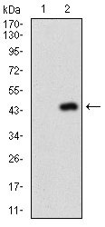 1 - NAPSA Antibody AO1818a