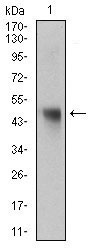 1 - NAPSA Antibody AO1818a