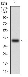 1 - ABCB1 Antibody AO1888a