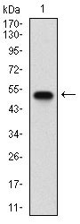 1 - SDC1 Antibody AO1901a