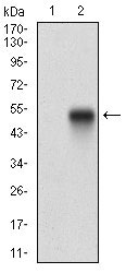 1 - SDC1 Antibody AO1901a