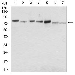 1 - SDC1 Antibody AO1901a