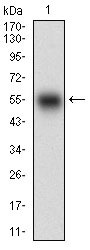 1 - SMCP Antibody AO1936a