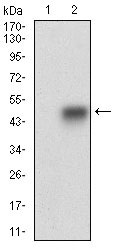 1 - SMCP Antibody AO1936a