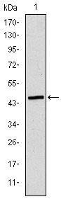 1 - TUBE1 Antibody AO1940a
