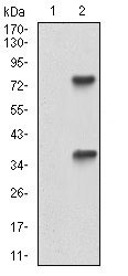 1 - TUBE1 Antibody AO1940a