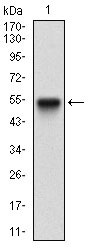 1 - PPARGC1B Antibody AO1943a