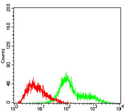 4 - TUBE1 Antibody AO1948a