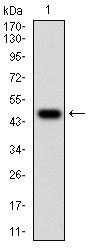 1 - TUBE1 Antibody AO1948a
