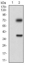 1 - TUBE1 Antibody AO1948a