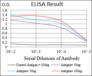 10 - MuRF1 Antibody AO1993a