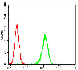 4 - MuRF1 Antibody AO1993a