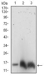 1 - HH3 Antibody AO2005a