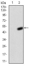 1 - KCND2 Antibody AO2027a