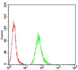 4 - KBTBD8 Antibody AO2031a