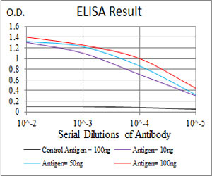10 - KCND2 Antibody AO2036a