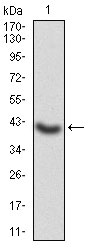 1 - GNAS Antibody AO2042a