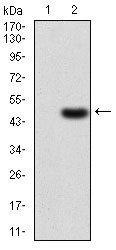 1 - GNAS Antibody AO2042a