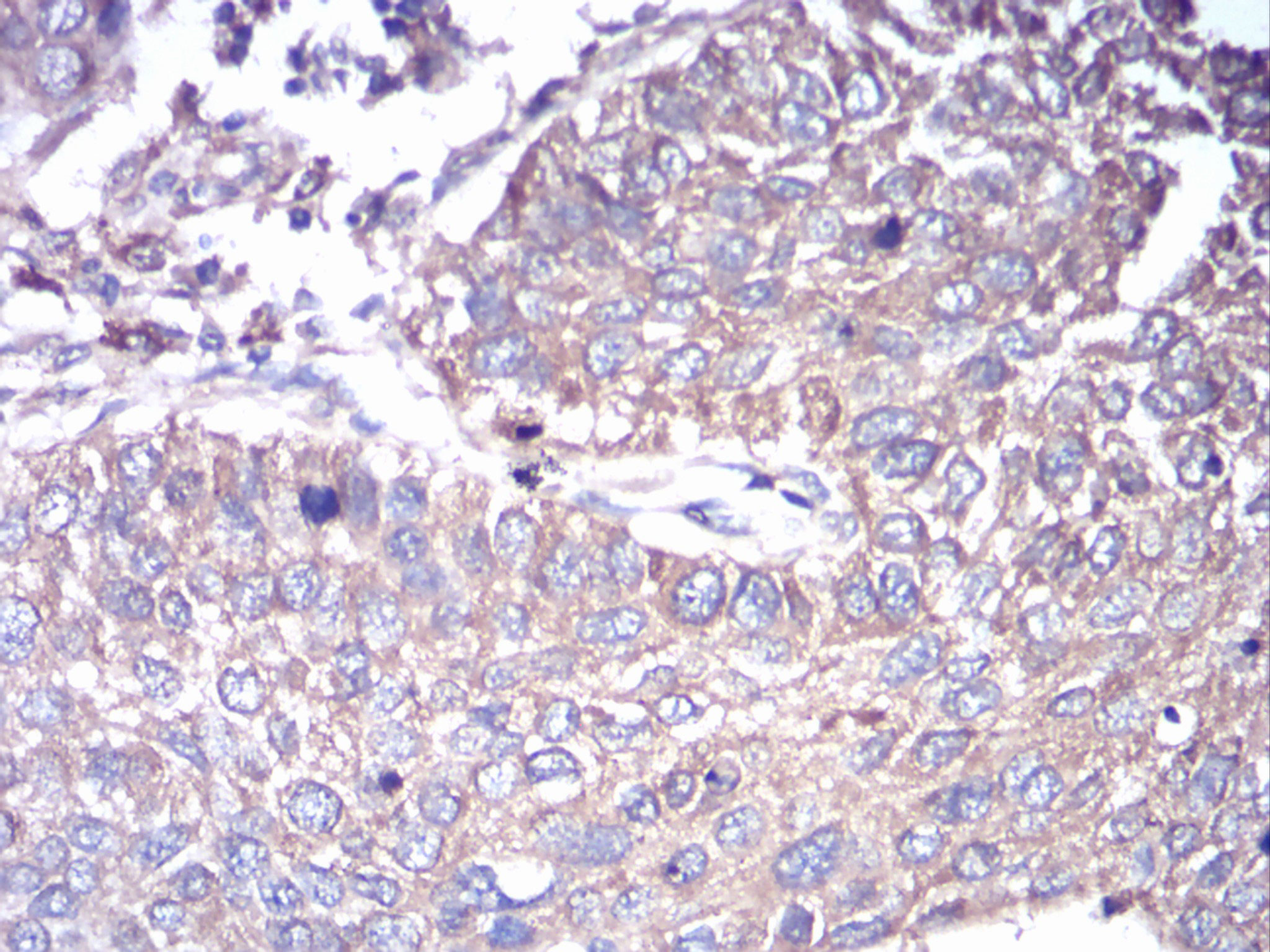 2 - GNAS Antibody AO2043a