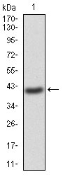 1 - GNAS Antibody AO2043a
