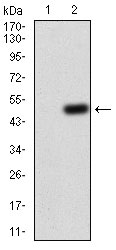 1 - GNAS Antibody AO2043a