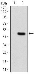 1 - PLCG2 Antibody AO2064a