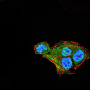 3 - THAP1 Antibody AO2078a