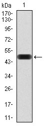 1 - THAP1 Antibody AO2079a