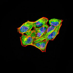 3 - RAB11FIP1 Antibody AO2084a