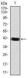 1 - RAB11FIP1 Antibody AO2084a