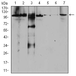 1 - RAB11FIP1 Antibody AO2084a
