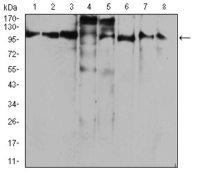 1 - RAB11FIP1 Antibody AO2085a