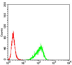4 - RND3 Antibody AO2097a
